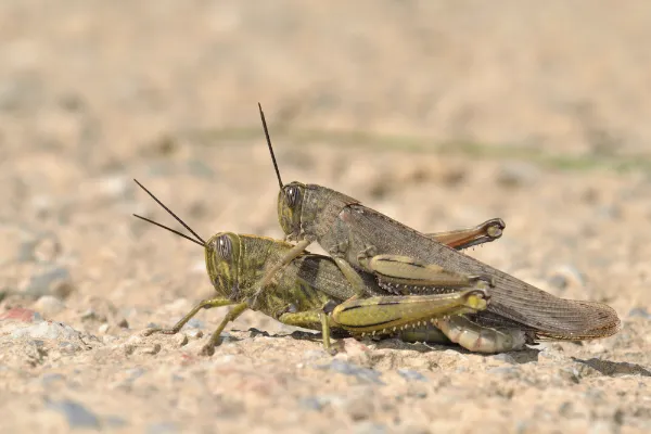 Hatalmas egyiptomi sáskák Magyarországon