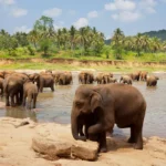 elefánt srí lanka magyar turista támadás