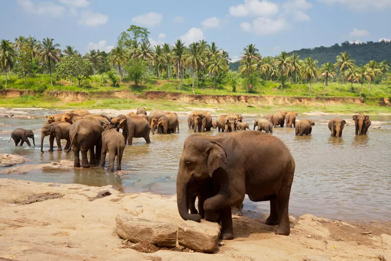 elefánt srí lanka magyar turista támadás