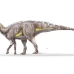 Magyar kutatók új dinoszauruszfajt azonosítottak