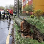 fákat döntött ki a viharos szél