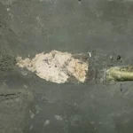 belemnitesz tintahalszerű őslény kihalt állat fosszília magyarország