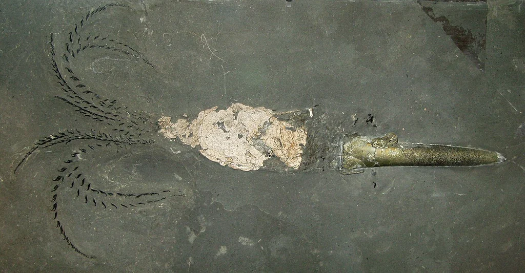 belemnitesz tintahalszerű őslény kihalt állat fosszília magyarország